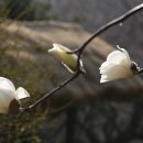 하이얀피아노 이미지