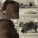 멍멍이PC 이미지