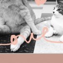 우정동물병원 이미지