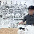 야옹이네 고양이카페 | 수원 고양이카페 추천-개냥이 천국 야옹이네 고양이카페 수원본점 후기✨️