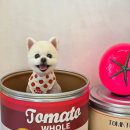 알로하펫 이미지