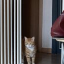 개 태우는 오빠 | 이게다월요일에배구를해서그래왜어쩌다가배없날에배구를해서이런일이