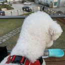 더멍멍컴퍼니 이미지