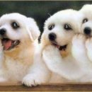 스마트폰 사진찍기 이미지