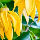 일랑일랑 이미지