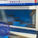 부안군민 채채 일상:) 전북대학교 원장사전직무교육 수료 / 부안상설시장에서 구매한 산오징어 / 김제...
