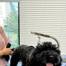 아모르 펫 살롱 이미지