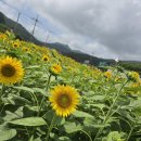 진이 님만 이미지