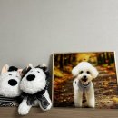 강아지그림 | 강아지 그림 / 인테리어 액자 /초상화 / 강아지 액자 후기