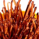 펫 & 쇼핑 이미지