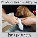 코코펫 | 강아지물티슈 추천 코코와보리 펫티슈 산책 후 위생관리 꿀템 후기!