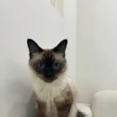 냥카페,루브 | [경기도 안산] 힐리을주는 경기 고양이카페 &#39; 냥카페루브&#39; 후기~