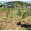 칠전농장 이미지