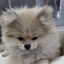 종로애견미용 네이버블로그