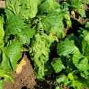 여양농장 이미지