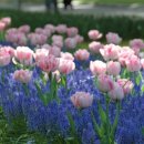 (봄맞이) 홈가드닝 이미지