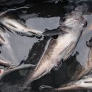 피쉬팩토리 이미지