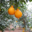 맛조아농장 이미지