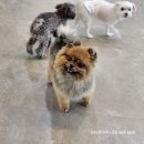 몽꾸르 펫트하우스 애견유치원&애견호텔