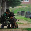육군 군견훈련소 이미지