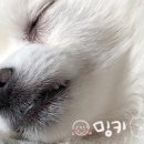 북촌손만두우