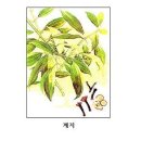 계피라는 계지차(桂枝茶)의 항알러지 작용 이미지