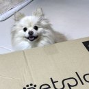 프리미엄 켄넬 | [dfang] 반려동물 편안한 꿀잠템 , 디팡 프리미엄 빈백 후기