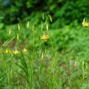 노랑땅나리 Lilium callosum var. flavum Y. N. Lee 이미지