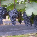 하늘연못 이미지