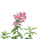 MOM’S GARDEN 이미지