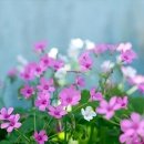 꽃봉우리 이미지