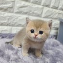 르샤보떼 이미지