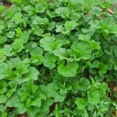 삼부농장 이미지