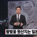 꽃의 전쟁…벚꽃 원산지는 ‘한국’ 이미지