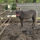 우아농장 이미지