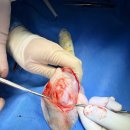 로얄동물외과수술센터 이미지