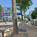 중앙로가로수 이미지