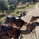 성읍분투왓 | 제주여행 국내 유일ㅣ제주 낙타 트래킹 🐪⭐️
