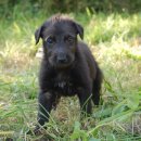 스코티시 디어하운드(Scottish Deerhound) 이미지