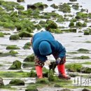 청정파래