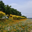 장성 황룡강 홍길 동무 꽃길 축제 이미지