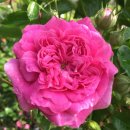 도로시(Dorothy) 이미지