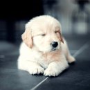 계양 동물 메디컬 센터 이미지