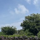 [제주 구좌읍] 수국 시즌 제주동화마을 산책 후기