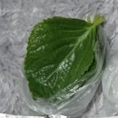 이가박가 네이버블로그