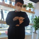 분당고양이분양 나비캣 이미지