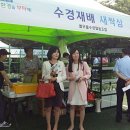 열우물새싹인삼