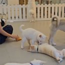 다시사랑받개 네이버블로그
