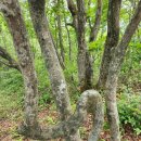 진동호 | 인제군 여행, 해발 940m의 저수지 둘레길, 야생화 탐방, &#34;진동호 상지둘레길&#34;