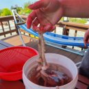 배가정원민박 이미지